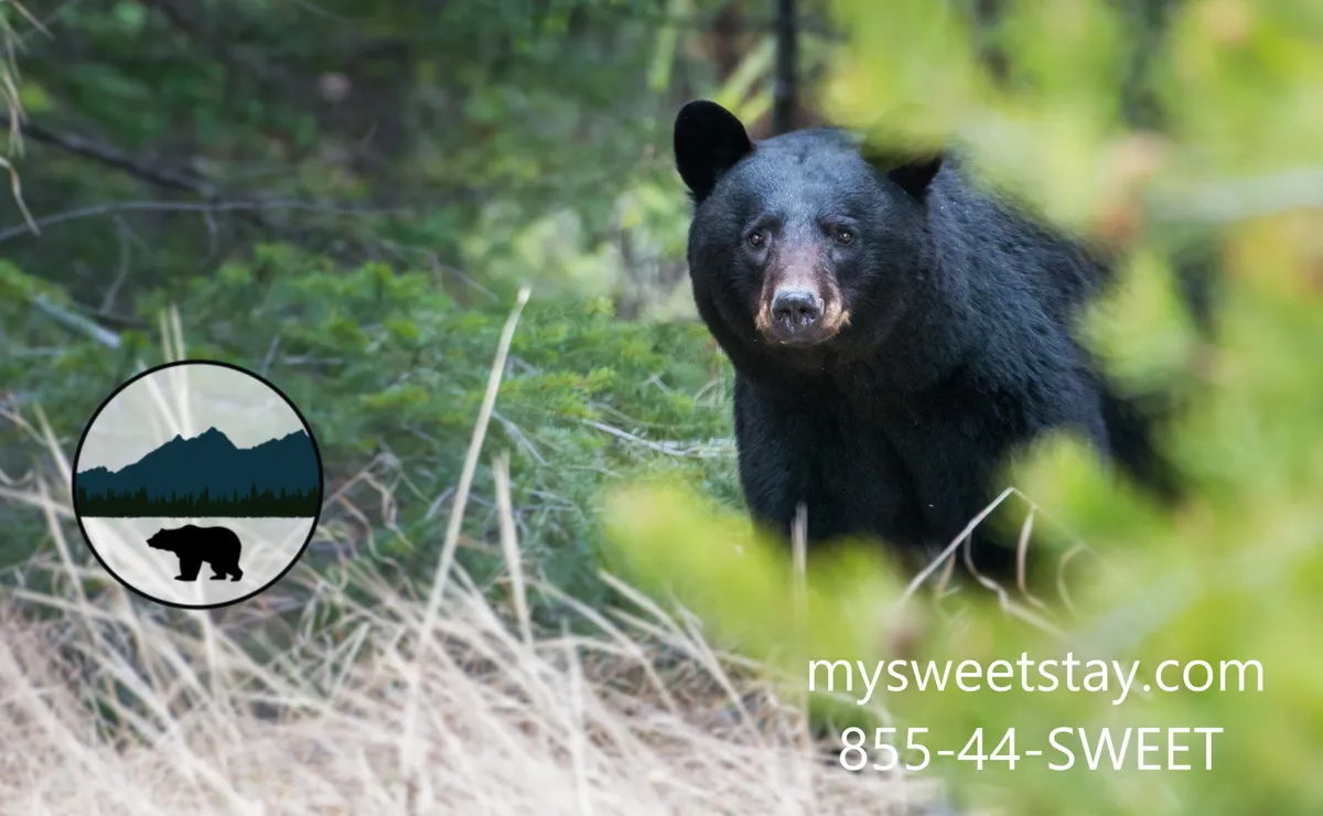 A black bear appears among lush forest greenery, offering an up-close look at local wildlife. The scene is tranquil and adventurous, capturing the allure of the region’s nature just beyond the property.